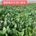 【优质】大黑圆叶丹麦原种秋季种植耐寒抗病品质好红根菠