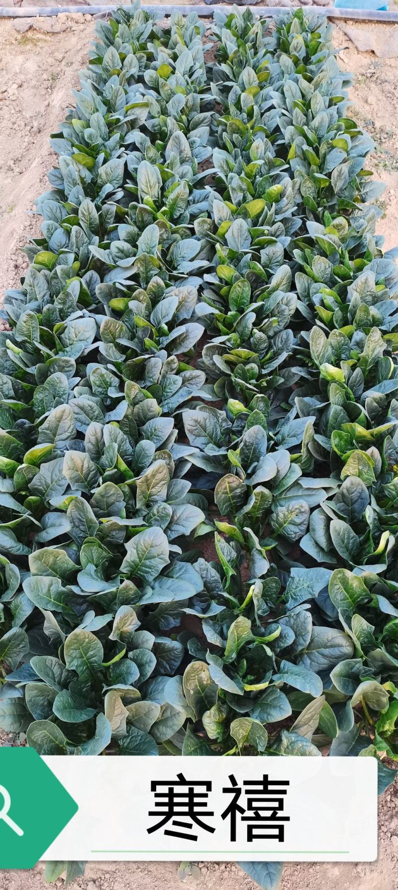 【优质】大黑圆叶丹麦原种秋季种植耐寒抗病品质好红根菠