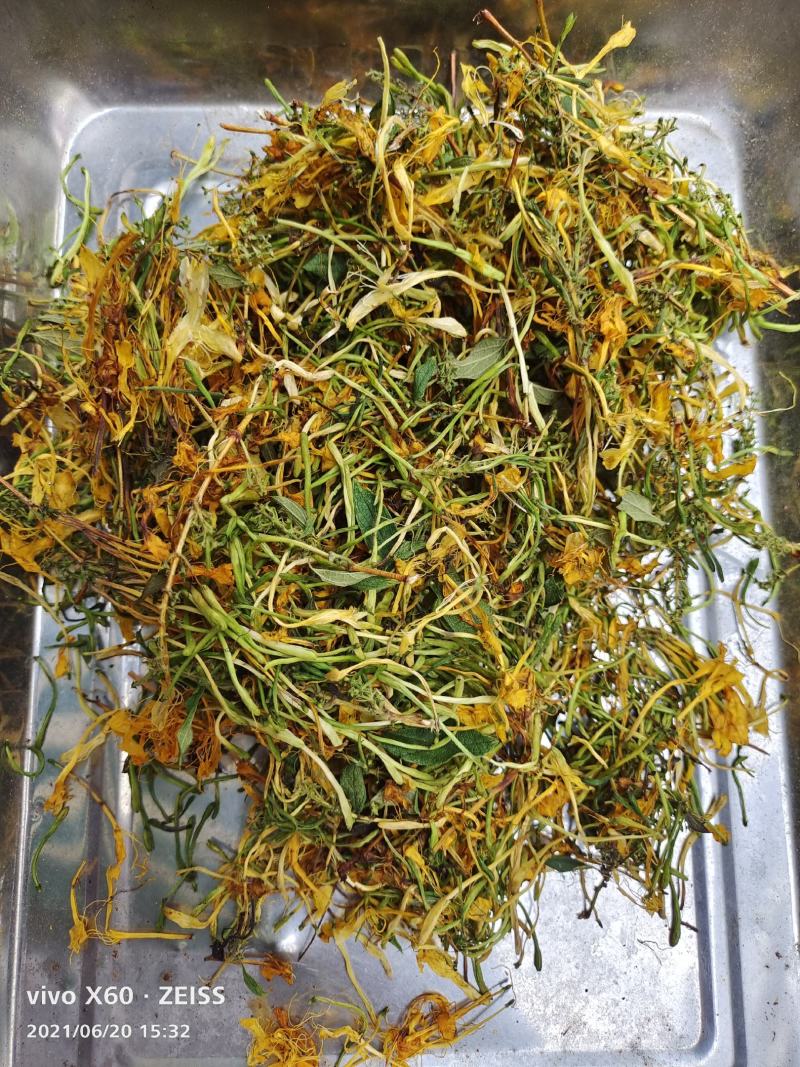 中药材金银花，五彩花，批发零售，产地发货，支持线上交易