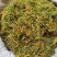 中药材金银花，五彩花，批发零售，产地发货，支持线上交易