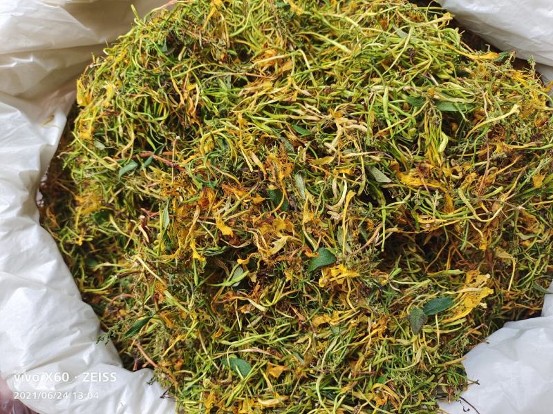 中药材金银花，五彩花，批发零售，产地发货，支持线上交易