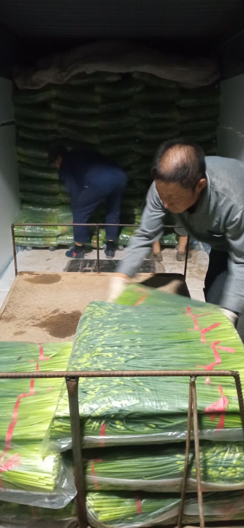 万亩韭菜基地精品韭苔货源稳定诚寻合作质量保证