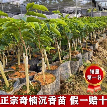 正宗奇楠沉香树苗嫁接奇楠沉香小苗南方北方种植盆栽常绿名贵