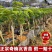 正宗奇楠沉香树苗嫁接奇楠沉香小苗南方北方种植盆栽常绿名贵