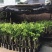 正宗奇楠沉香树苗嫁接奇楠沉香小苗南方北方种植盆栽常绿名贵