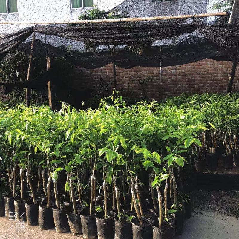 正宗奇楠沉香树苗嫁接奇楠沉香小苗南方北方种植盆栽常绿名贵
