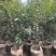 正宗奇楠沉香树苗嫁接奇楠沉香小苗南方北方种植盆栽常绿名贵