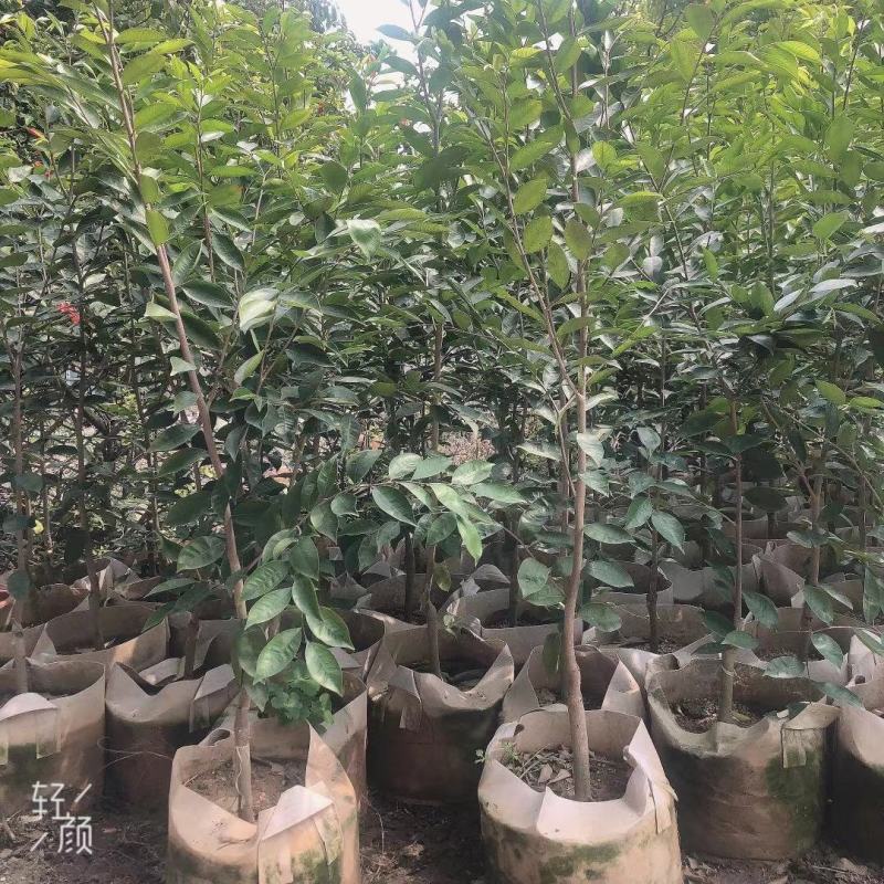 正宗奇楠沉香树苗嫁接奇楠沉香小苗南方北方种植盆栽常绿名贵