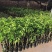 正宗奇楠沉香树苗嫁接奇楠沉香小苗南方北方种植盆栽常绿名贵