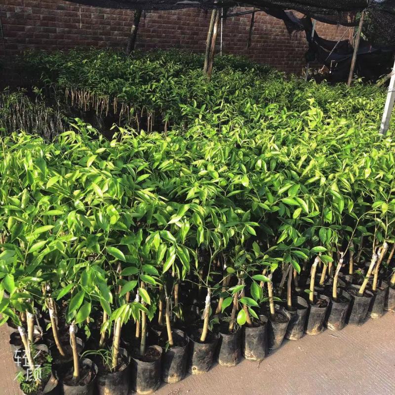 正宗奇楠沉香树苗嫁接奇楠沉香小苗南方北方种植盆栽常绿名贵