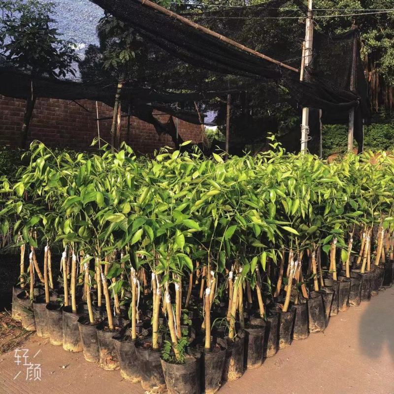 正宗奇楠沉香树苗嫁接奇楠沉香小苗南方北方种植盆栽常绿名贵