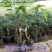 正宗奇楠沉香树苗嫁接奇楠沉香小苗南方北方种植盆栽常绿名贵