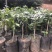 正宗奇楠沉香树苗嫁接奇楠沉香小苗南方北方种植盆栽常绿名贵