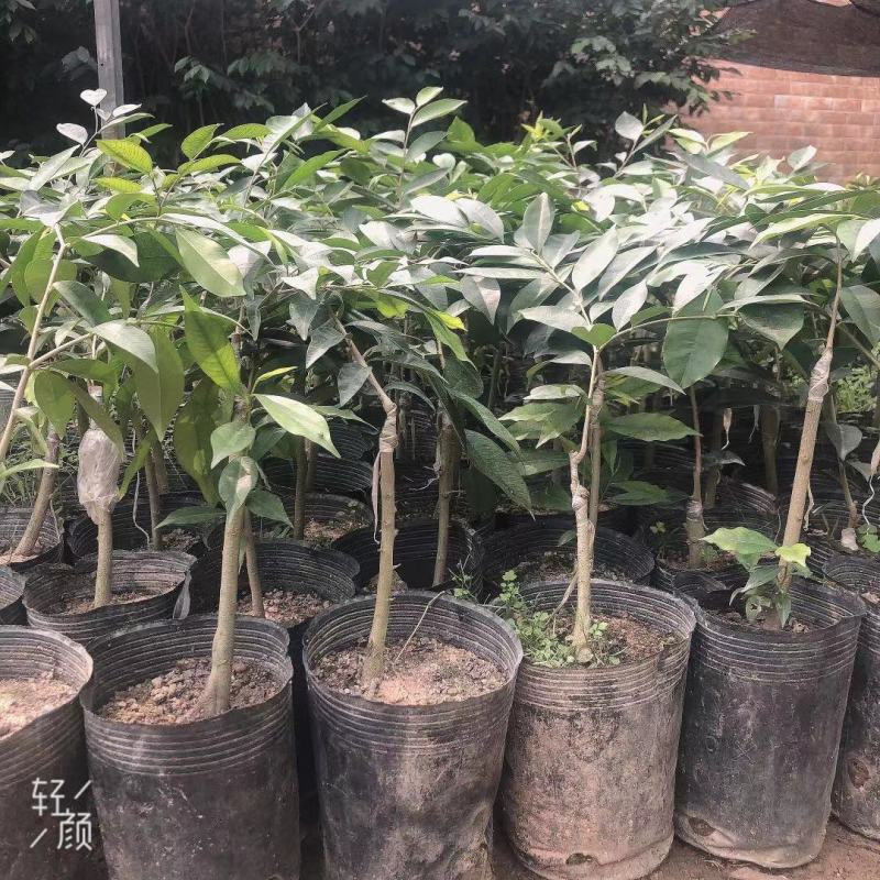 正宗奇楠沉香树苗嫁接奇楠沉香小苗南方北方种植盆栽常绿名贵