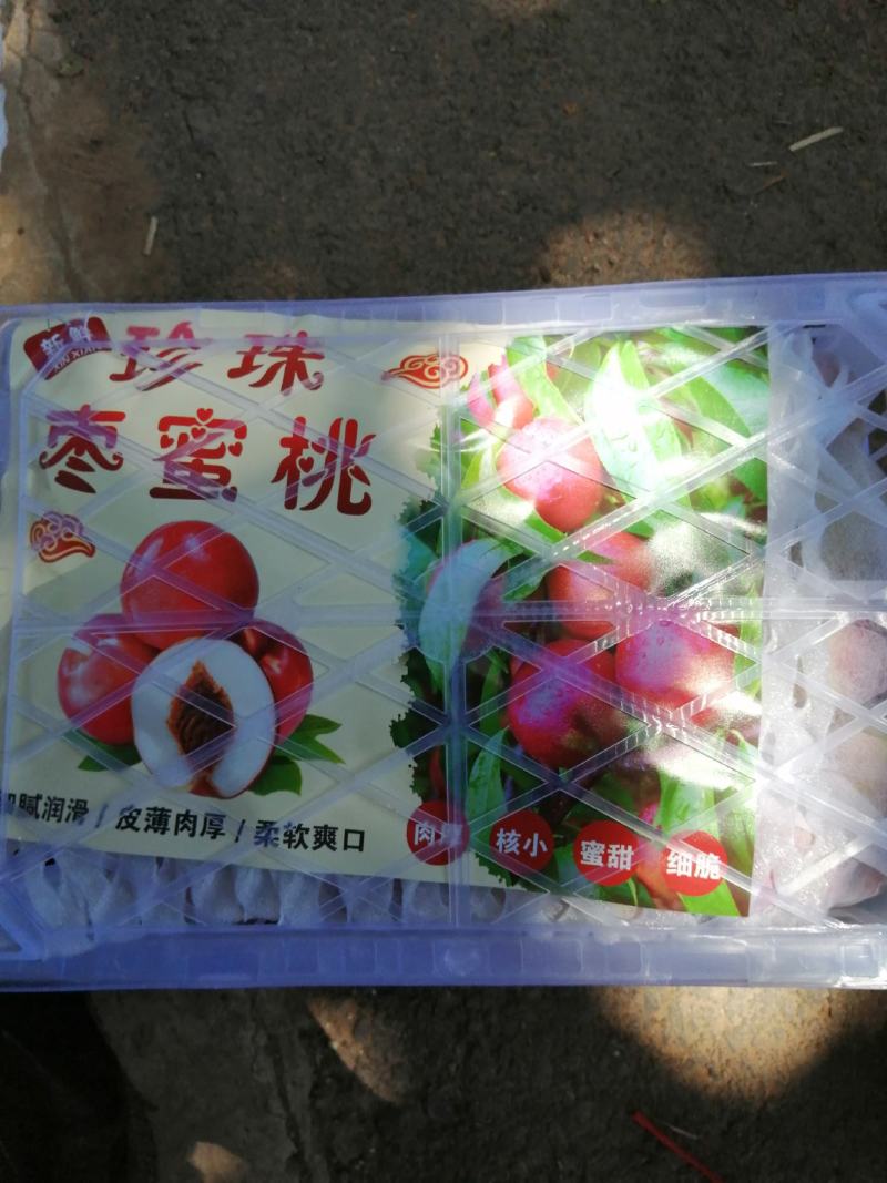 产地直销，离核珍珠枣油桃大量上市，可视频看货