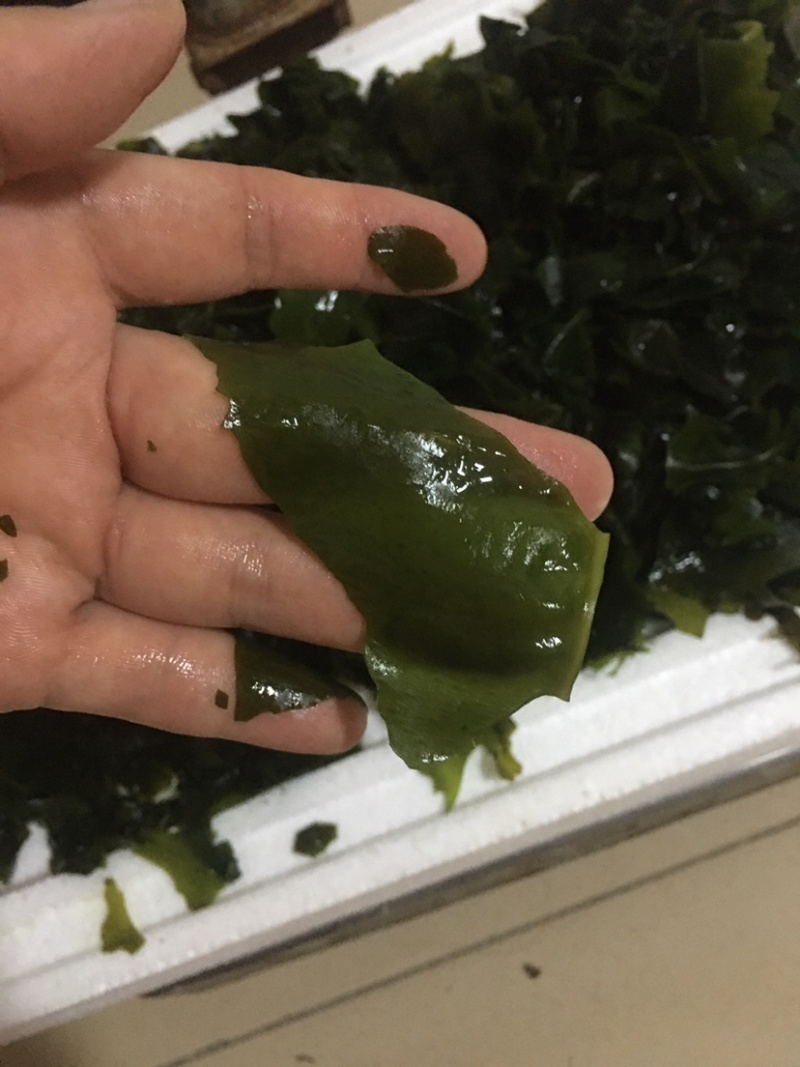 产地直发干裙带菜螺旋藻干裙带菜网红款
