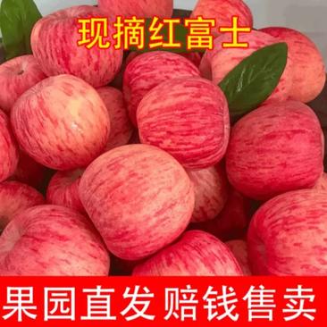 万亩精品红富士苹果，产地，货源充足，果园现采摘，口感脆甜
