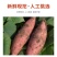 烟薯25号一件代发山东烟蜜薯21度蜜薯烤薯专用流油番薯