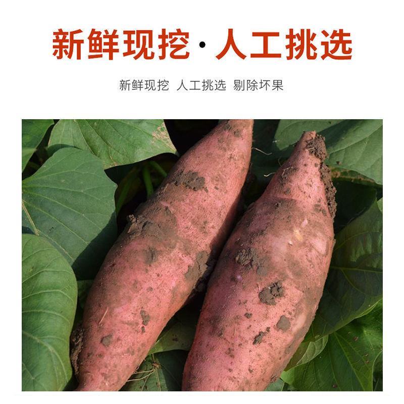烟薯25号一件代发山东烟蜜薯21度蜜薯烤薯专用流油番薯