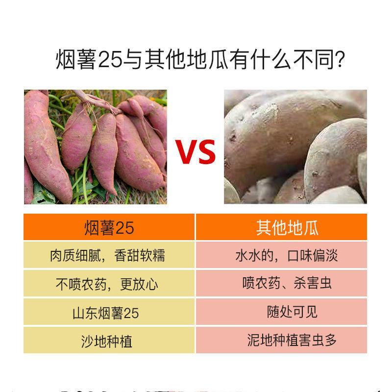 烟薯25号一件代发山东烟蜜薯21度蜜薯烤薯专用流油番薯