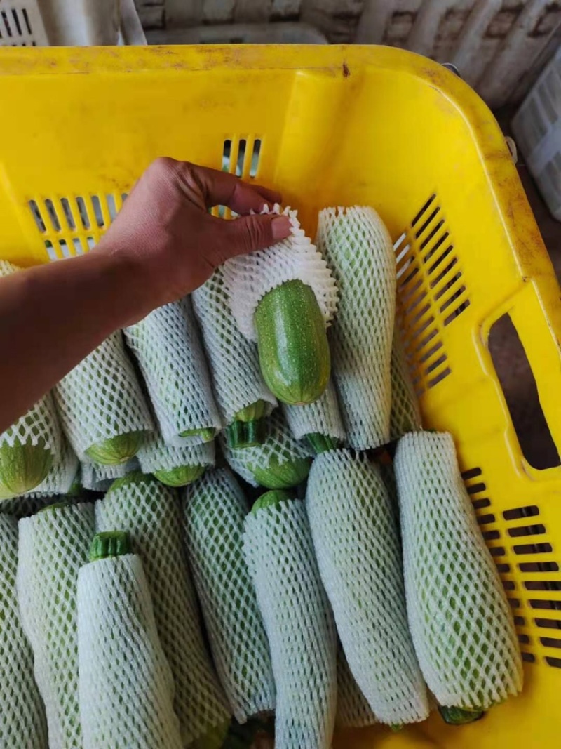 西葫芦