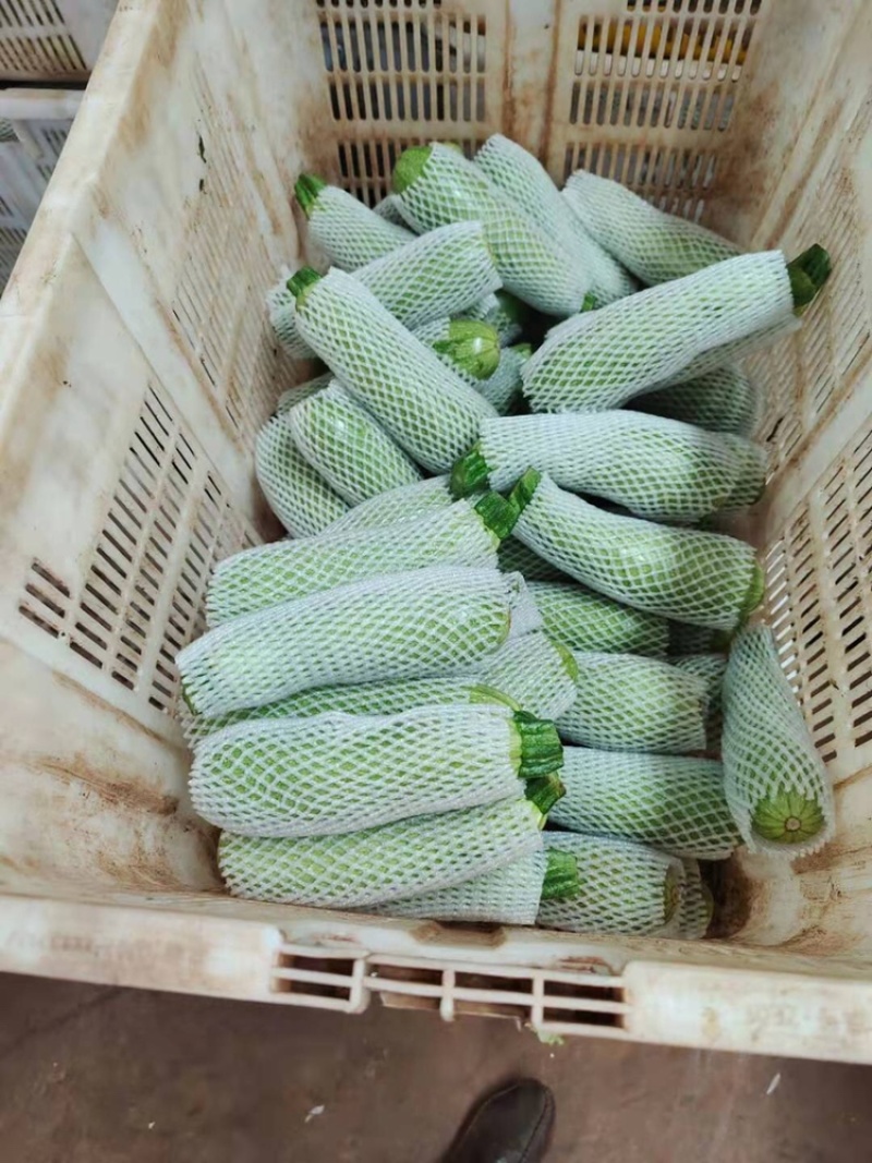 西葫芦