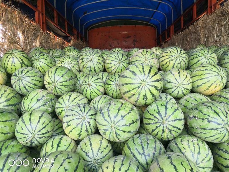 湖北松滋荆杂系列，美都西瓜大量上货，欢迎来电咨询
