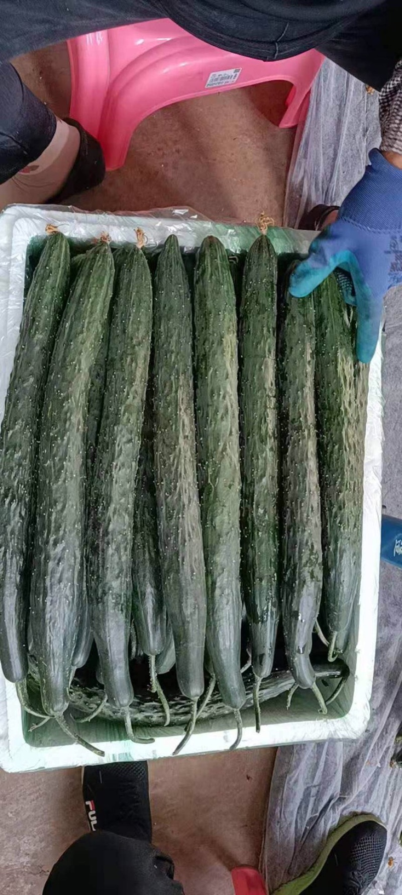 黄瓜
