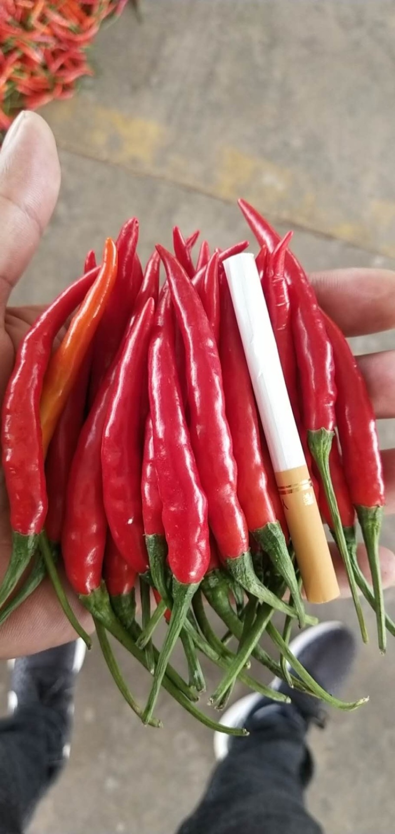 辣椒