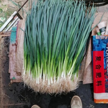 白根蒜苗