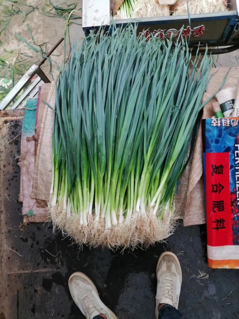 白根蒜苗