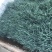 白根蒜苗