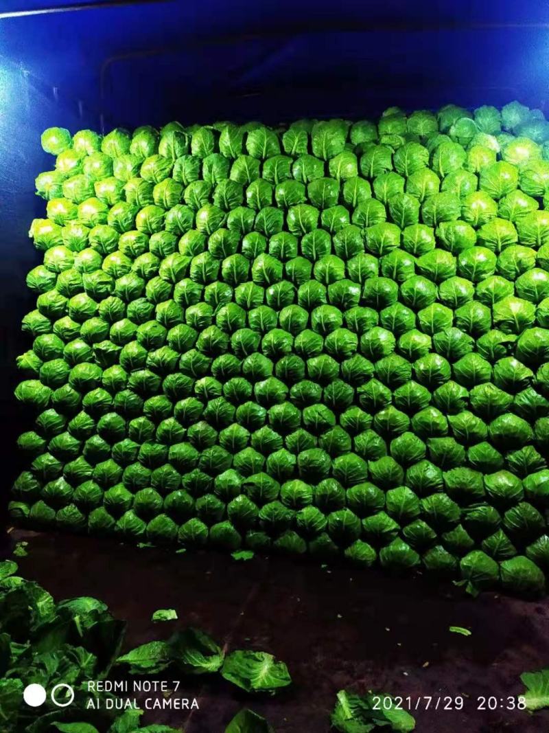 崇礼精品甘蓝大量上市中