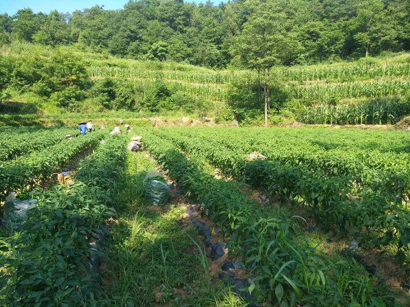 量大，特大，欢迎老板们下单。