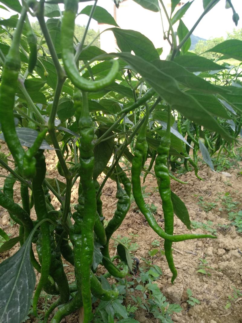 量大，特大，欢迎老板们下单。