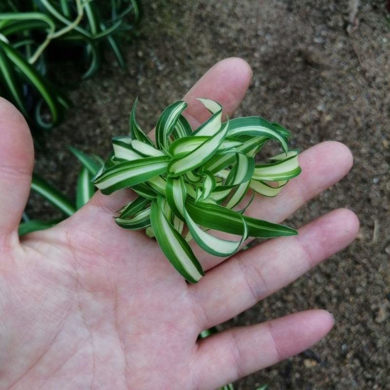卷叶吊兰法国女郎邦尼稀有品种绿植盆栽净化空气吸甲醛
