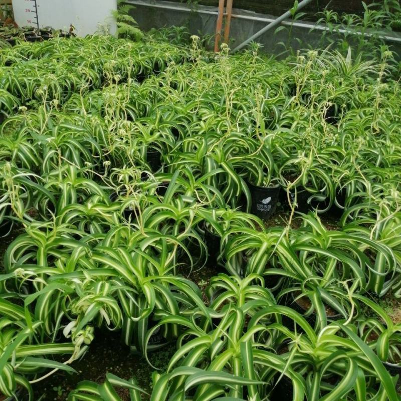 卷叶吊兰法国女郎邦尼稀有品种绿植盆栽净化空气吸甲醛