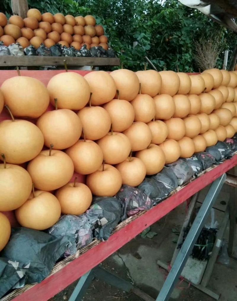圆黄梨中期出售一条龙服务！！套袋果上市了，7月下旬