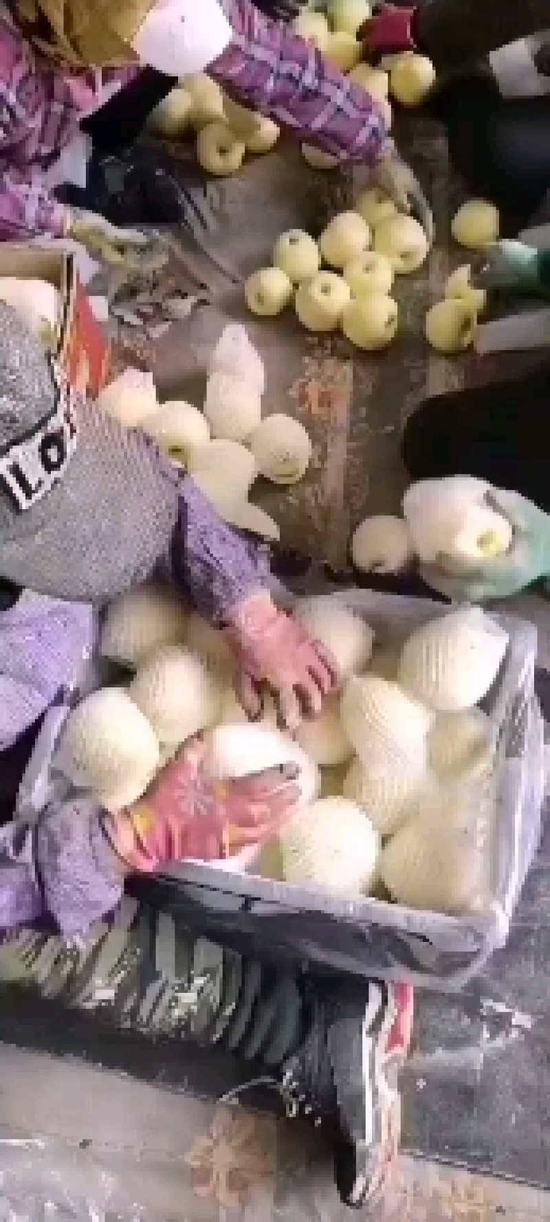 全国发货，辽宁省绥中县，黄元帅苹果，黄金帅，开始订货了