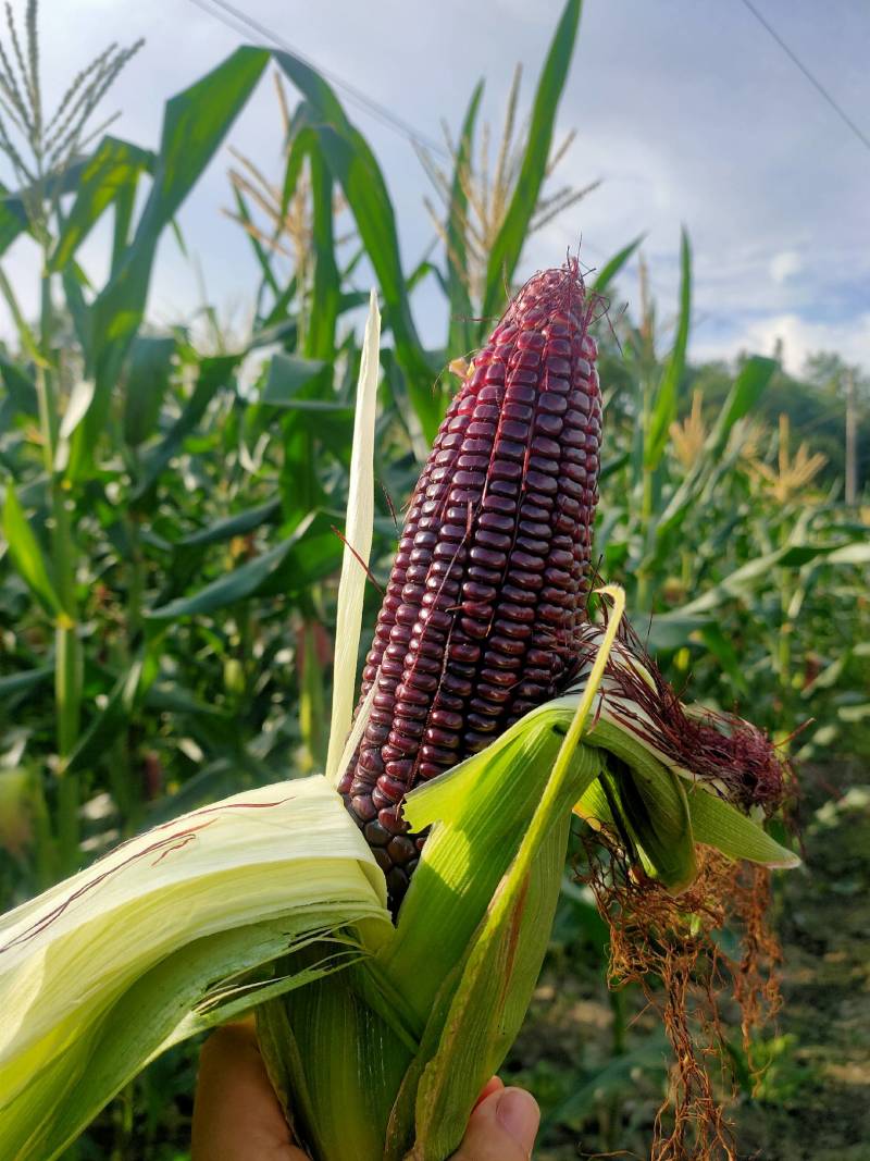 都江堰基地:常年种植鲜食玉米300亩:花，白、黄甜、黑