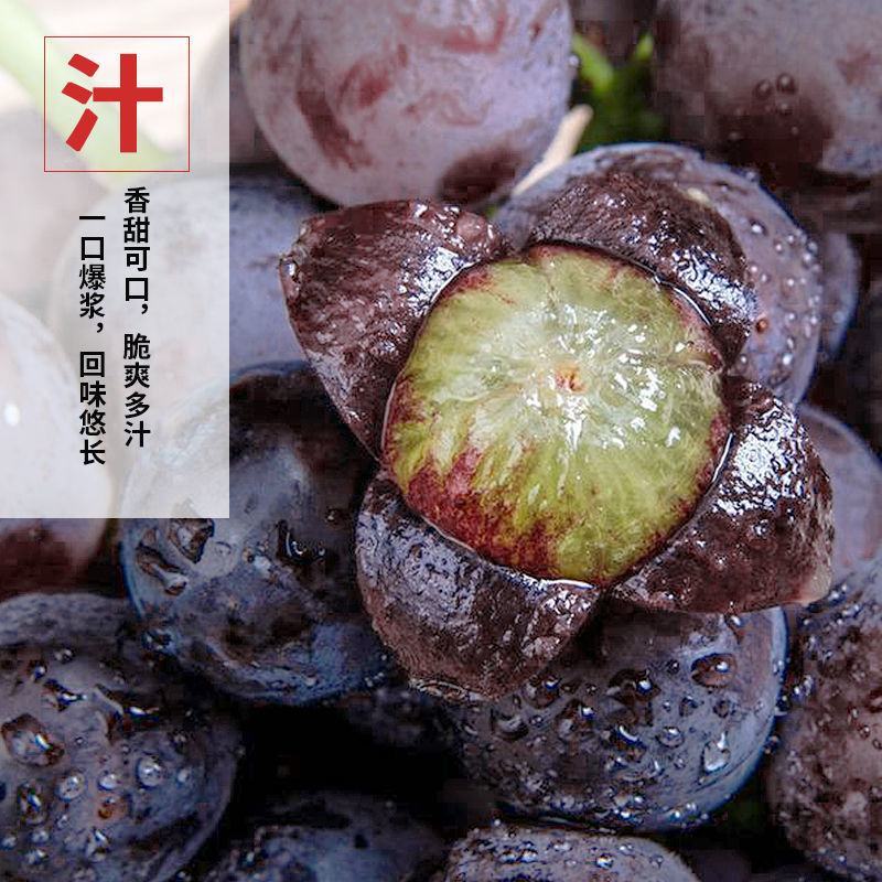 【浦江巨峰葡萄】新鲜水果大颗粒易剥皮独立包装整箱发货香甜