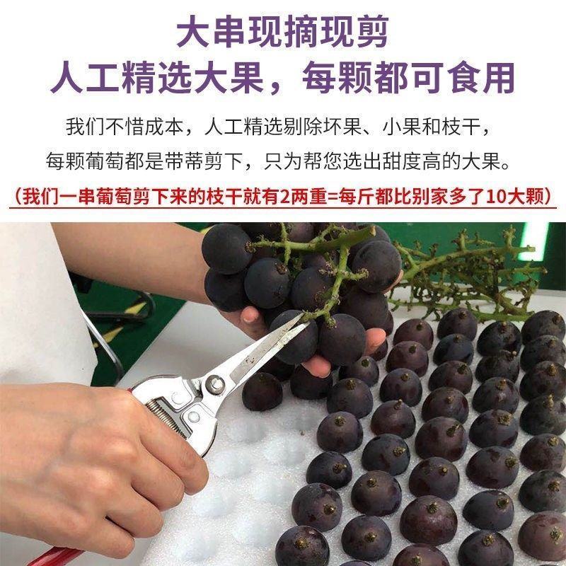 【浦江巨峰葡萄】新鲜水果大颗粒易剥皮独立包装整箱发货香甜