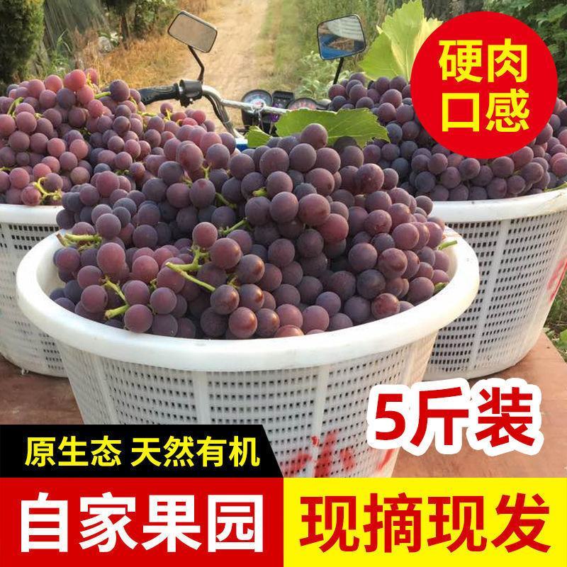 【浦江巨峰葡萄】新鲜水果大颗粒易剥皮独立包装整箱发货香甜
