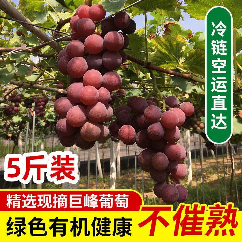 【浦江巨峰葡萄】新鲜水果大颗粒易剥皮独立包装整箱发货香甜