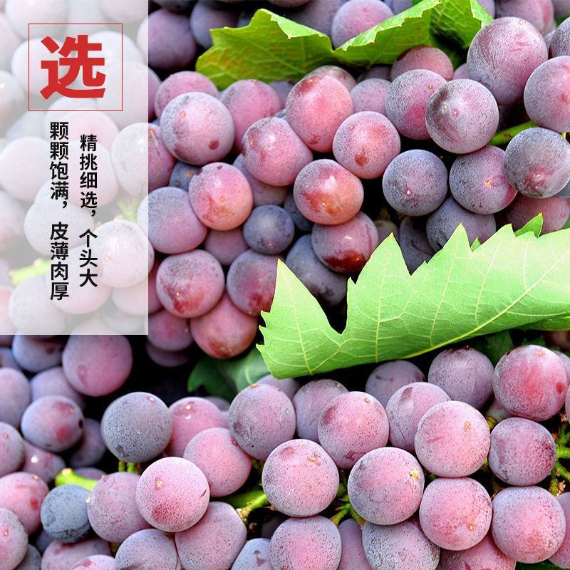 【浦江巨峰葡萄】新鲜水果大颗粒易剥皮独立包装整箱发货香甜