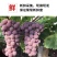 【浦江巨峰葡萄】新鲜水果大颗粒易剥皮独立包装整箱发货香甜