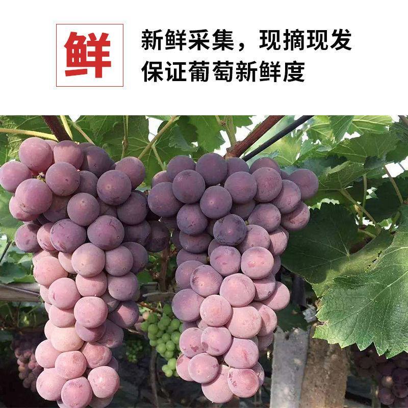【浦江巨峰葡萄】新鲜水果大颗粒易剥皮独立包装整箱发货香甜