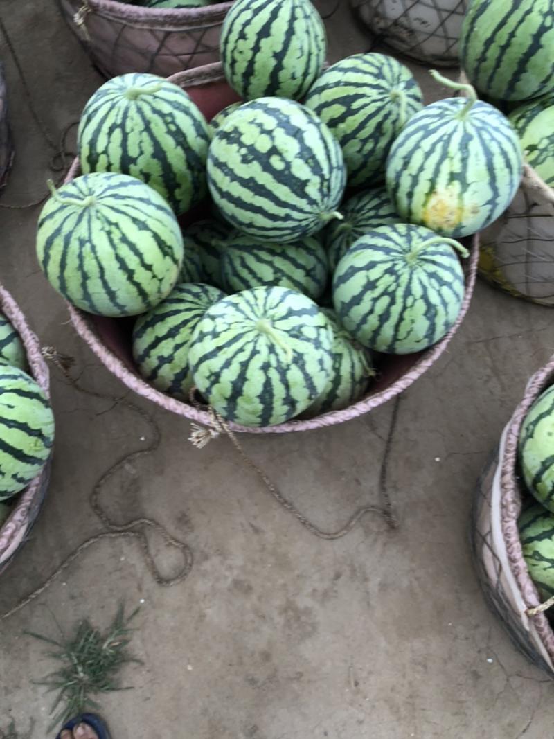 西瓜美都产地种植户