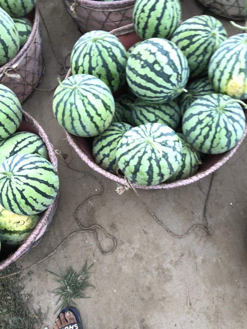 西瓜美都产地种植户