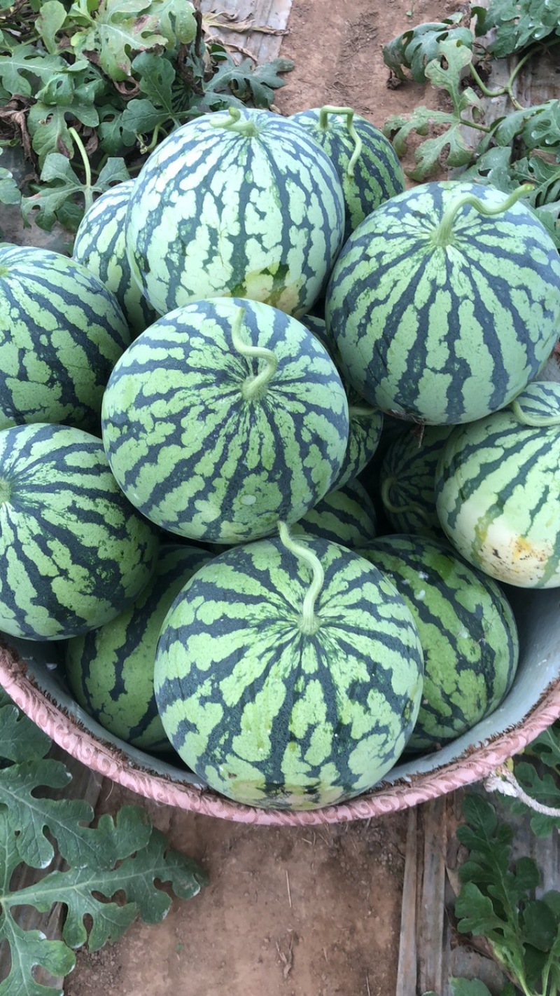 江苏西瓜无籽美都产地种植户，基地种植，货源充足